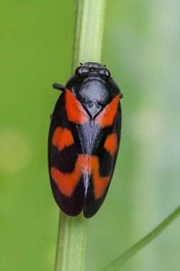 Yeşil çimen sapında kırmızı ve siyah kurbağa, kalın desenli makro yakın plan, parlak kanatlar ve pürüzsüz yeşil bokeh arkaplan