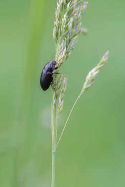 Çimen tohumu başına tırmanan kara yer böceği, ince saplı makro yakın plan ve doğal ışık altında pürüzsüz yeşil bokeh arkaplan