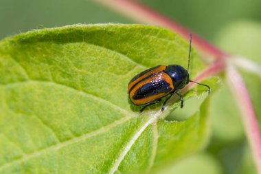 Yeşil yaprak damarında turuncu ve siyah yaprak böceği, parlak kabuklu makro yakın plan, keskin detay ve yumuşak doğal bokeh arkaplan