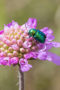 Pembe kabuklu çiçekte metalik yeşil yaprak böceği parıldayan yanardöner vücudu ve doğal ışık altında yumuşak bokeh arkaplanı olan makro yakın plan.