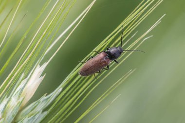 Yeşil çim tentelerindeki siyah başlı kahverengi böcek, çapraz çizgileri olan makro yakın plan ve doğal ışık altında yumuşak bokeh arkaplan