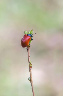 Kırmızı kavak yaprağı böceği tomurcuklanan dal makro yakın plan üzerinde.