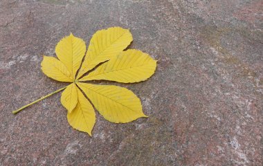     Sonbahar sarı kestane yaprağı granit taşın üzerinde                           