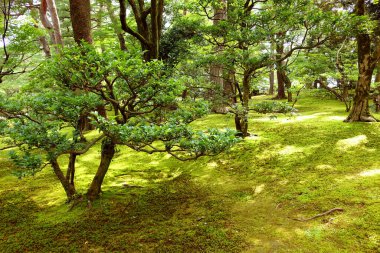 Japonya. Kanazawa 'da. Kenroku-en parkı. Park eşi benzeri görülmemiş güzelliği ve ahengi ile en eşsiz yapılarından biridir.