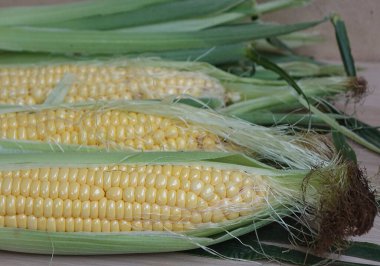 Mısır lezzetli kulaklar için aktif olarak ekilen bir bitkidir. Buğday ve pirinçten sonra popülaritede üçüncü sırada yer alıyor. Bu mısır gevreği yaygın hale geldi. Birçok insan düzenli mısır tüketiminin vücuda sağladığı faydaları takdir etti..