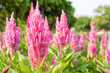 pembe celosia