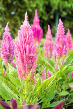 pembe celosia