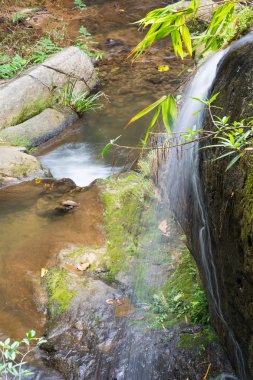 yağmur ormanlarında küçük şelale