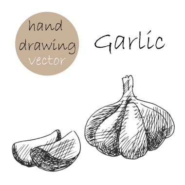 Elle çizilmiş sarımsak. Tek renkli kroki. Vektör çizim.