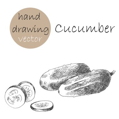 Elle çizilmiş salatalık. Tek renkli kroki.