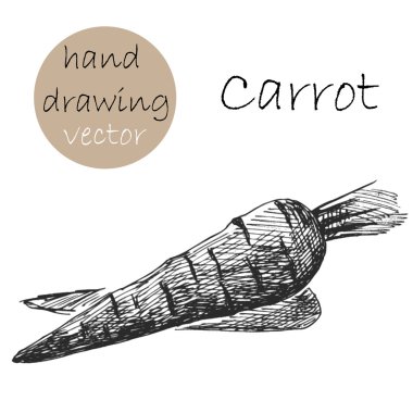 Elle çizilmiş havuç. Tek renkli kroki. Vektör çizim.