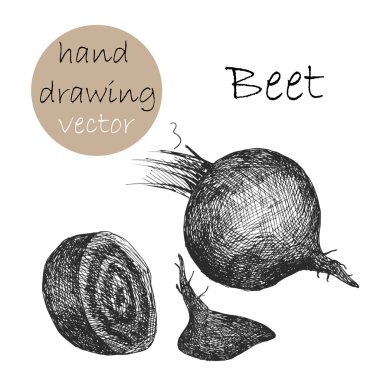 Elle çizilmiş pancar. Tek renkli kroki. Vektör çizim.