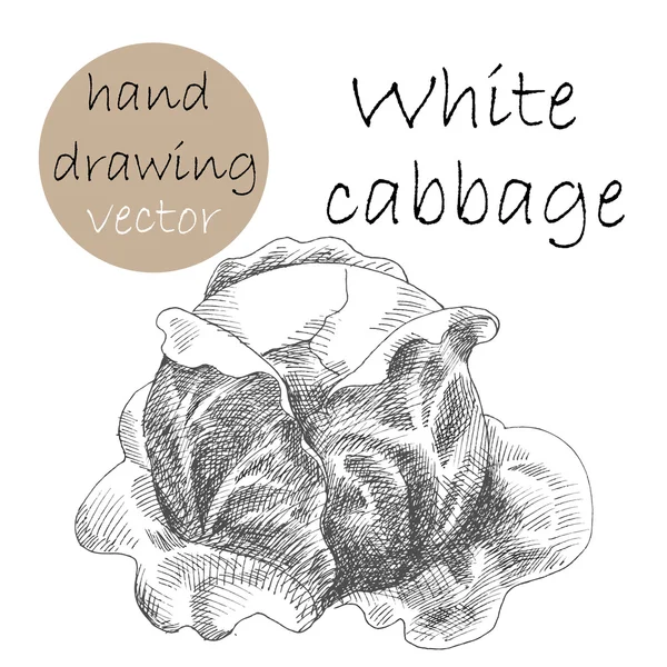 Hand Drawn cabbage. Monochrome sketch. — Stock Vector