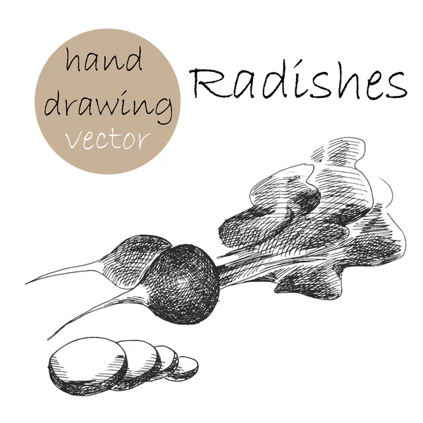 Hand Drawn radishes. Monochrome sketch. Vector illustration. — Stock Vector
