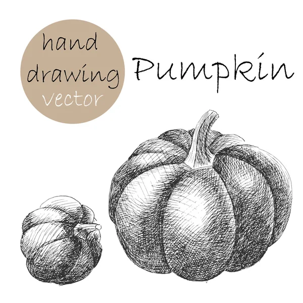 Hand Drawn pumpkin. Monochrome sketch. — Stock Vector