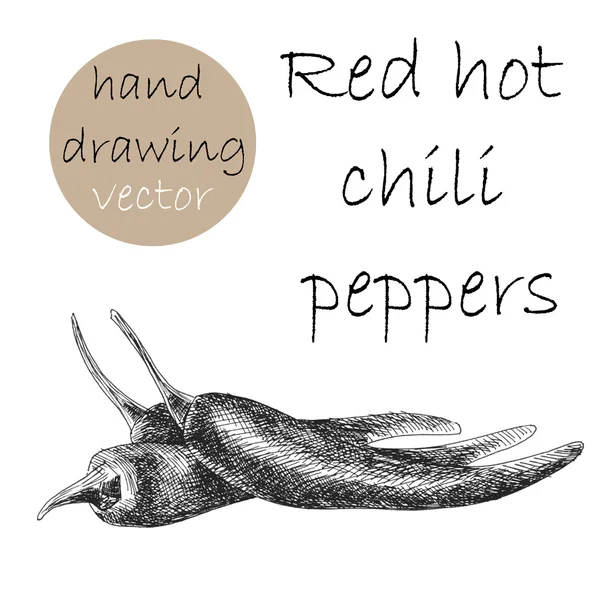 Hand getrokken red hot chili peppers. Monochroom schets. Vectorillustratie. Stockvector