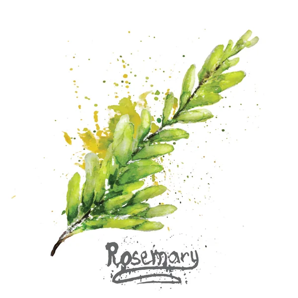 Vecteur aquarelle romarin branche verte avec des feuilles naturelles — Image vectorielle