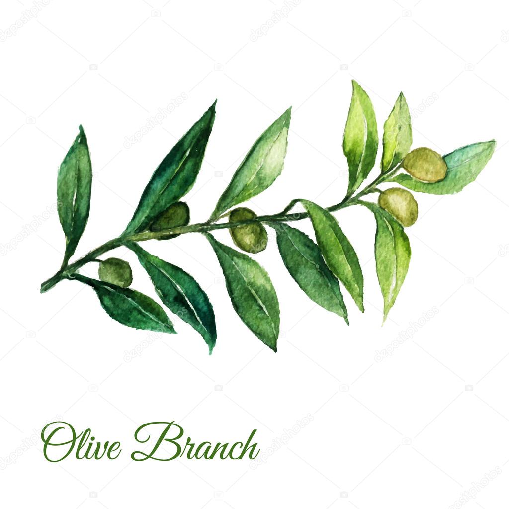 Vector watercolor hand drawn olive branch illusration with green leaves on white background.