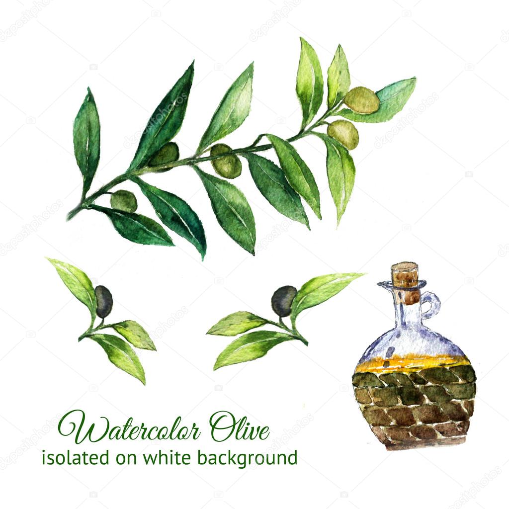 Watercolor hand drawn olive branches with glass bottle isolated on