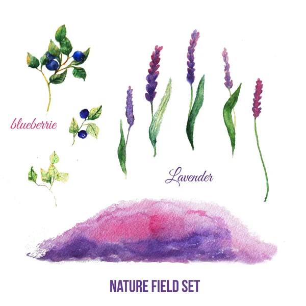 Lavendel fält illustration med blåbär och akvarell hand dras bakgrund. — Stockfoto