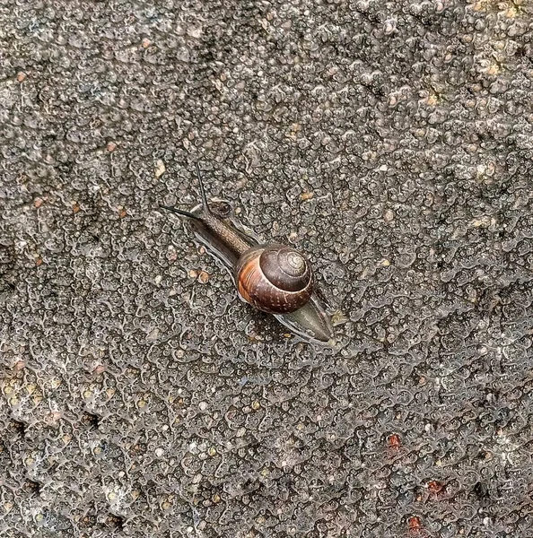 Pequeño Caracol Día Lluvioso Parque —  Fotos de Stock