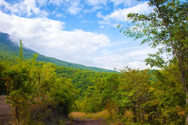 La foresta — Foto Stock