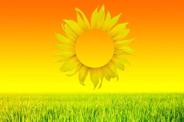 Sunrise ayçiçeği