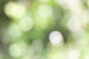 Soyut doğa, bulanık ağaç yaprağı, arkaplan olarak kullanılan yeşil bokeh ağacı. 