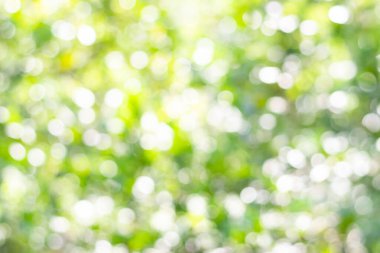 Soyut doğa, bulanık ağaç yaprağı, arkaplan olarak kullanılan yeşil bokeh ağacı. 