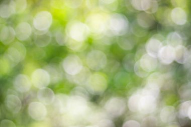 Soyut doğa, bulanık ağaç yaprağı, arkaplan olarak kullanılan yeşil bokeh ağacı. 