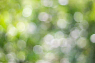 Soyut doğa, bulanık ağaç yaprağı, arkaplan olarak kullanılan yeşil bokeh ağacı. 