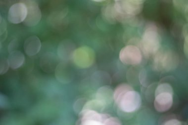 Soyut doğa, bulanık ağaç yaprağı, arkaplan olarak kullanılan yeşil bokeh ağacı. 