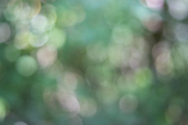 Soyut doğa, bulanık ağaç yaprağı, arkaplan olarak kullanılan yeşil bokeh ağacı. 