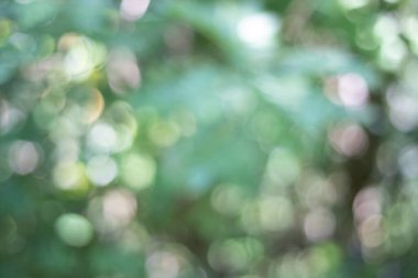 Soyut doğa, bulanık ağaç yaprağı, arkaplan olarak kullanılan yeşil bokeh ağacı. 