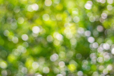 Soyut doğa, bulanık ağaç yaprağı, arkaplan olarak kullanılan yeşil bokeh ağacı. 