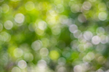 Soyut doğa, bulanık ağaç yaprağı, arkaplan olarak kullanılan yeşil bokeh ağacı. 