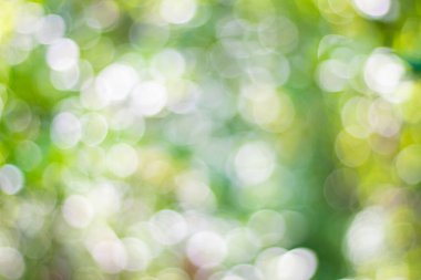 Soyut doğa, bulanık ağaç yaprağı, arkaplan olarak kullanılan yeşil bokeh ağacı. 