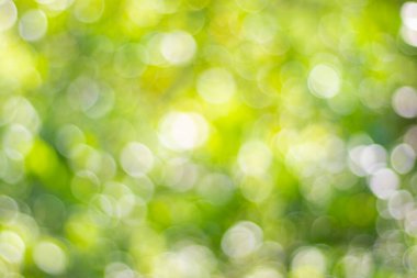 Soyut doğa, bulanık ağaç yaprağı, arkaplan olarak kullanılan yeşil bokeh ağacı. 