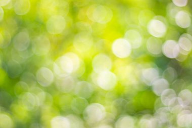 Soyut doğa, bulanık ağaç yaprağı, arkaplan olarak kullanılan yeşil bokeh ağacı. 