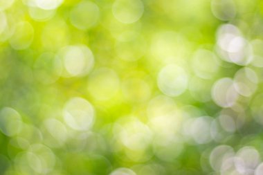 Soyut doğa, bulanık ağaç yaprağı, arkaplan olarak kullanılan yeşil bokeh ağacı. 