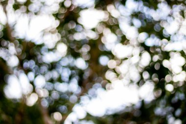 Soyut doğa, bulanık ağaç yaprağı, arkaplan olarak kullanılan yeşil bokeh ağacı. 