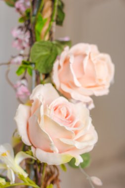 İhale hafif renkli gül