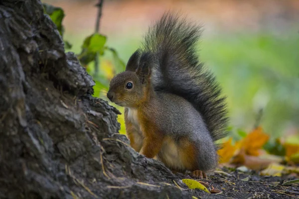 Squirrel. Animal. Nature. Russia — Stock Photo, Image
