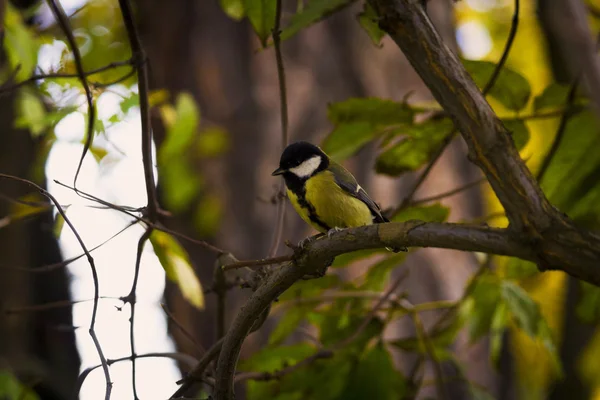 Un oiseau. Bouge pas. Automne — Photo