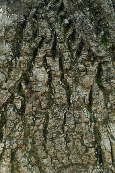 Textura del árbol, corteza, musgo — Foto de Stock