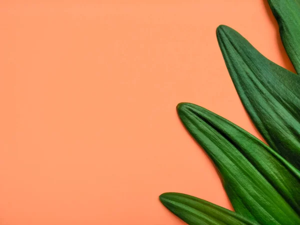 Long green leaves arranged on soft orange paper, used as background.