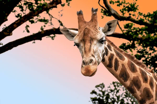 Tête Girafe Sur Fond Nature — Photo