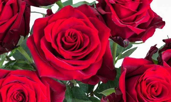 Güzel Koyu Kırmızı Güller — Stok fotoğraf