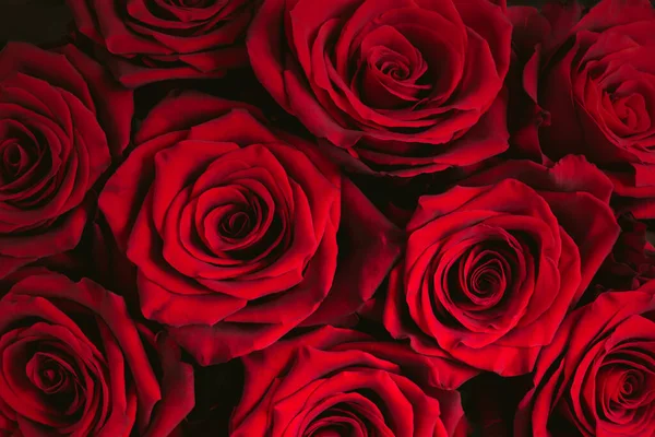 Bukiet Ciemnoczerwonych Róż Tło — Zdjęcie stockowe