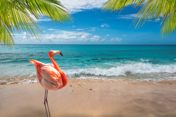 Flamingo on the beach in Aruba.